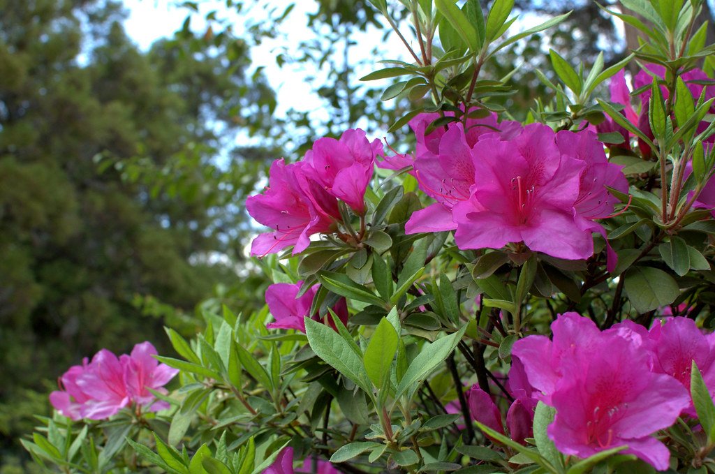 ⛩️ 히로타 신사 (廣田神社) 이미지 4